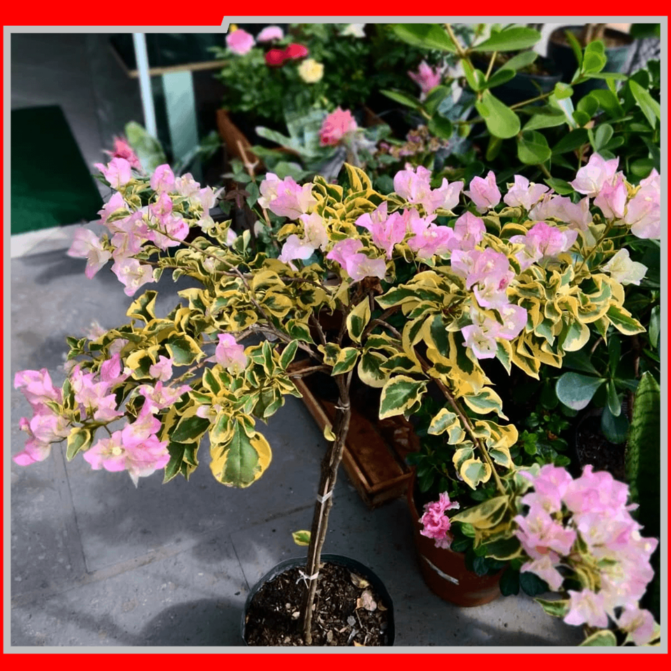 IEAW N2057 FLORICULTURA MORRETES (1)