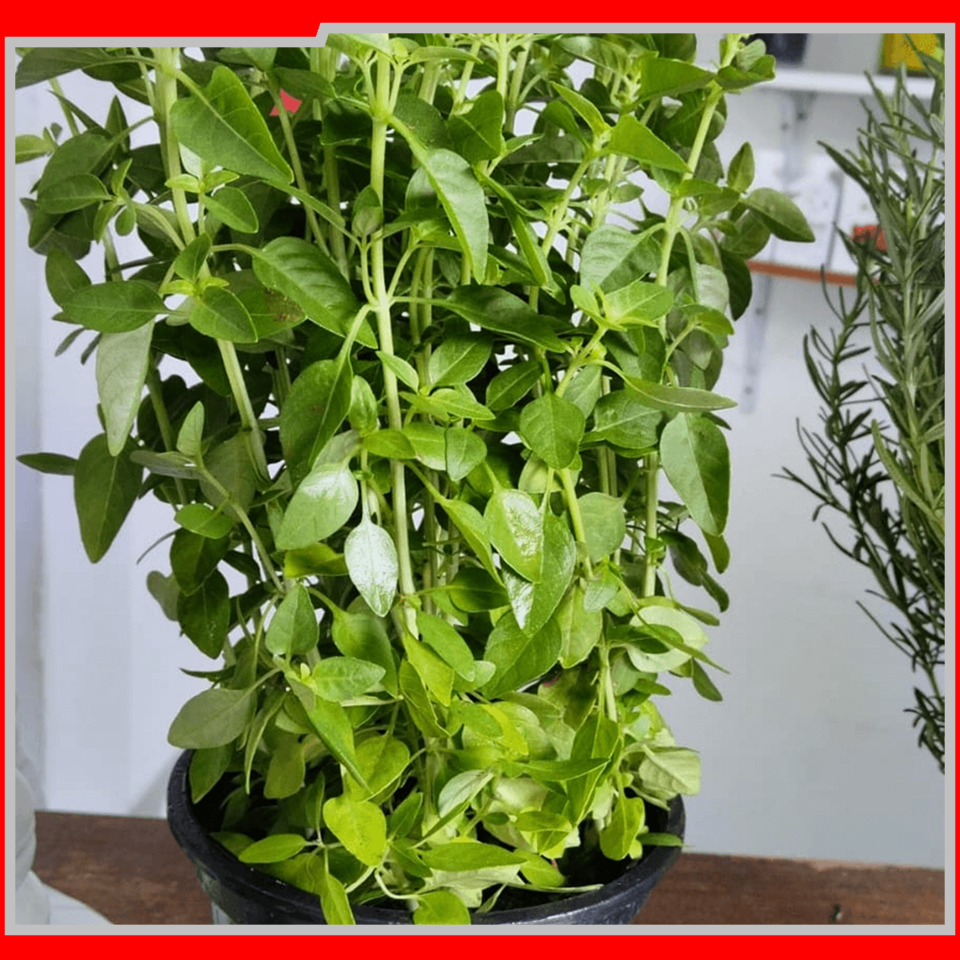IEAW N2057 FLORICULTURA MORRETES (10)