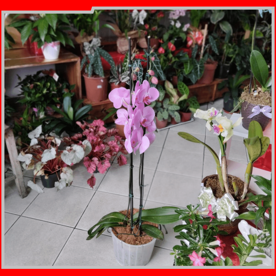 IEAW N2057 FLORICULTURA MORRETES (11)