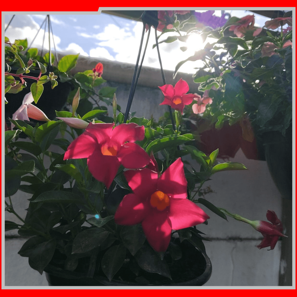 IEAW N2057 FLORICULTURA MORRETES (12)