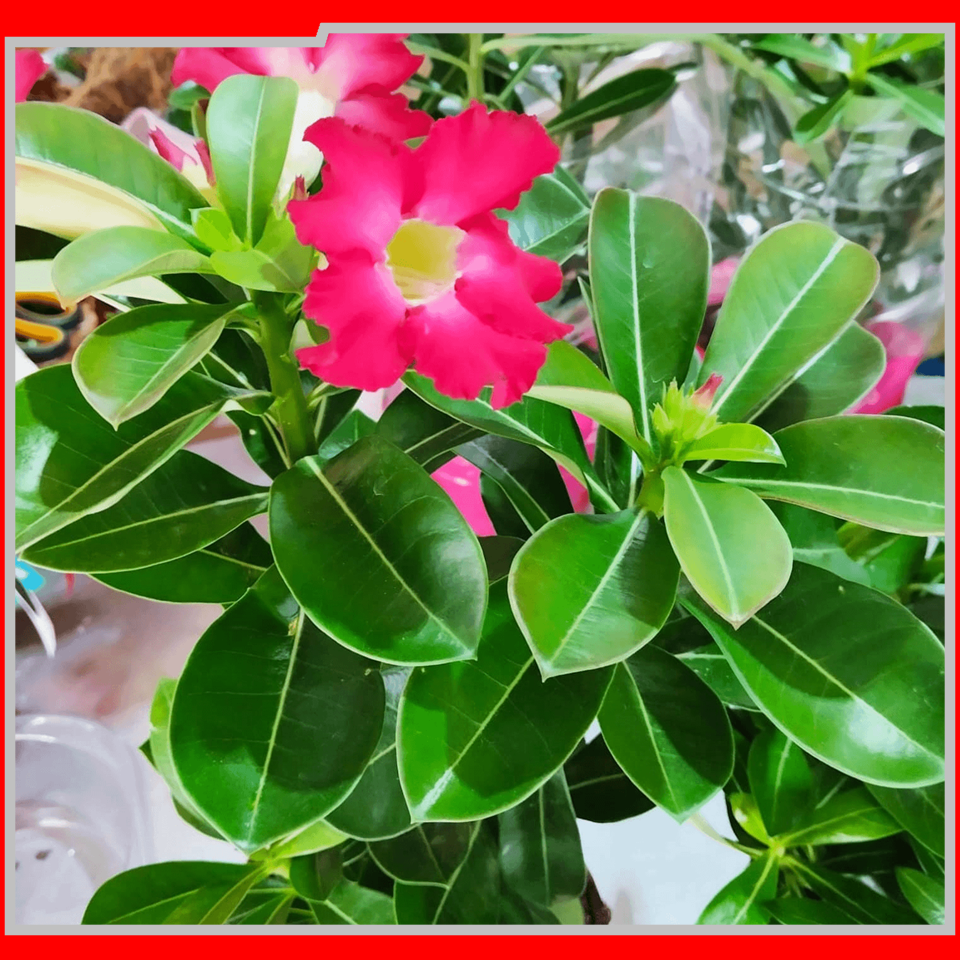 IEAW N2057 FLORICULTURA MORRETES (2)