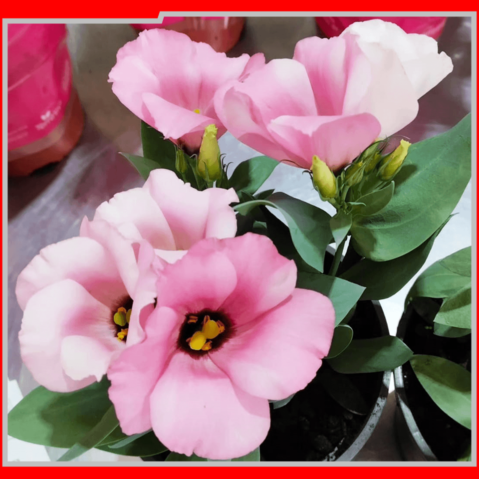 IEAW N2057 FLORICULTURA MORRETES (3)
