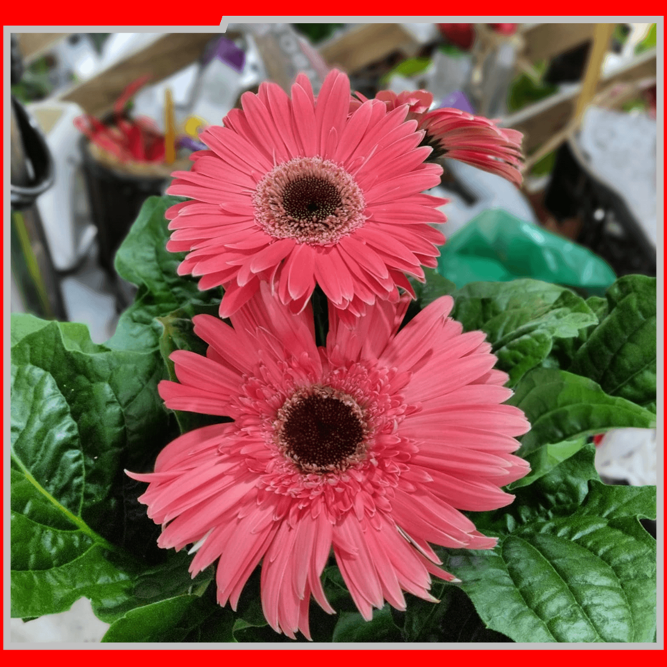IEAW N2057 FLORICULTURA MORRETES (4)