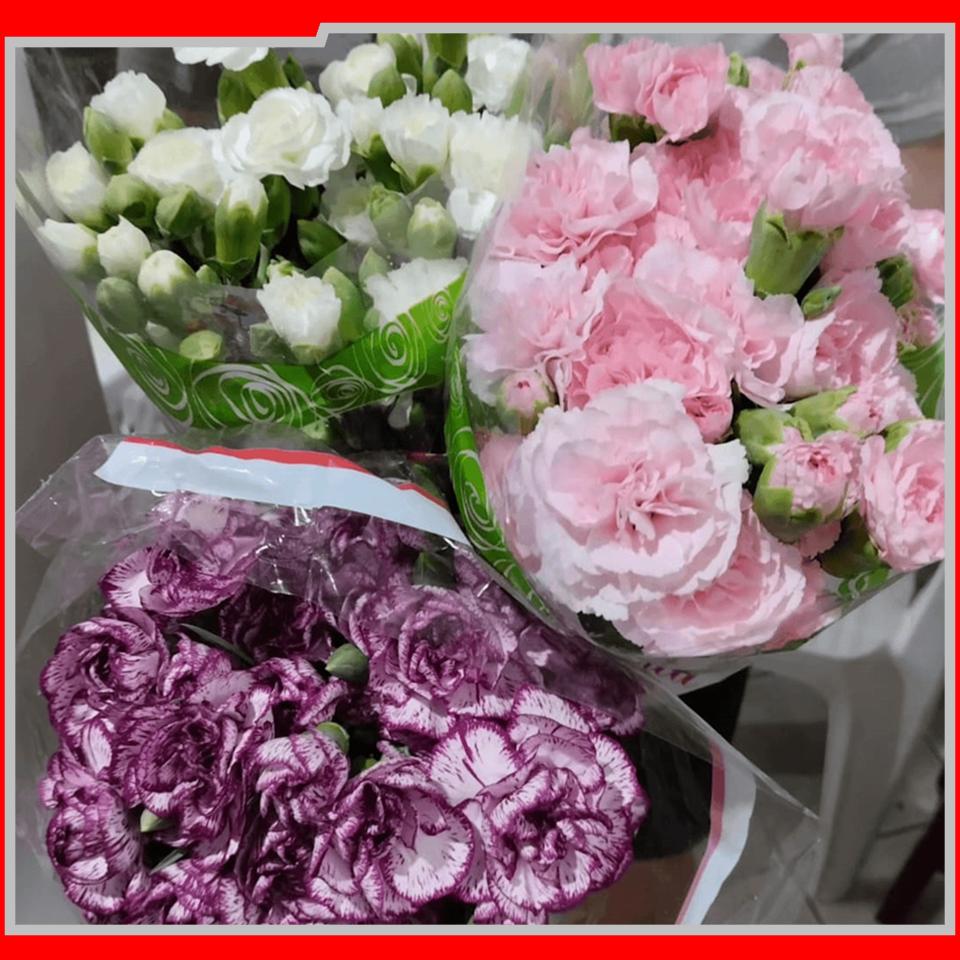 IEAW N2057 FLORICULTURA MORRETES (5)