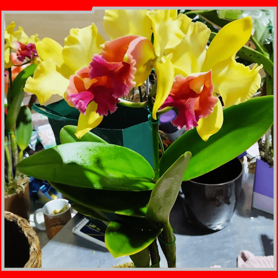 IEAW N2057 FLORICULTURA MORRETES (6)
