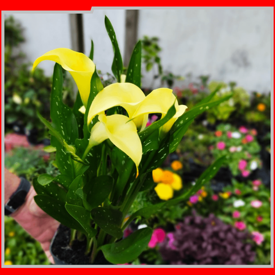 IEAW N2057 FLORICULTURA MORRETES (8)
