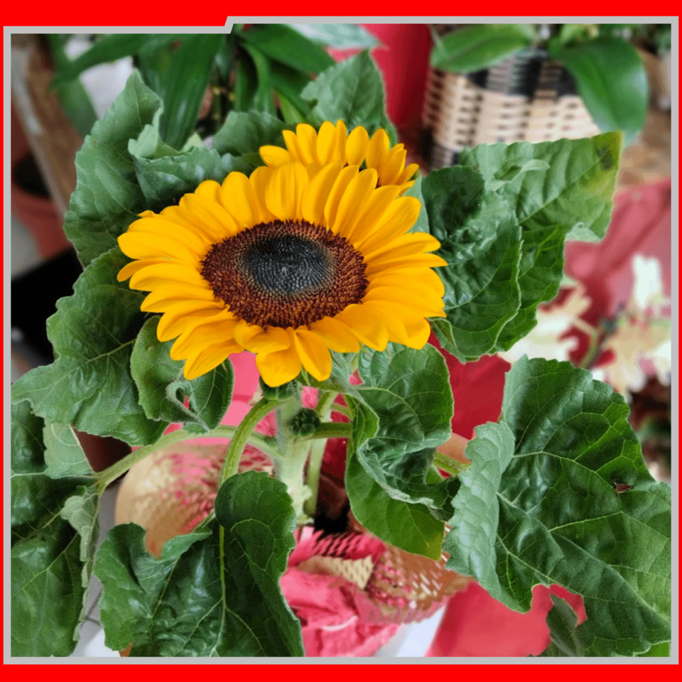 IEAW N2057 FLORICULTURA MORRETES (9)